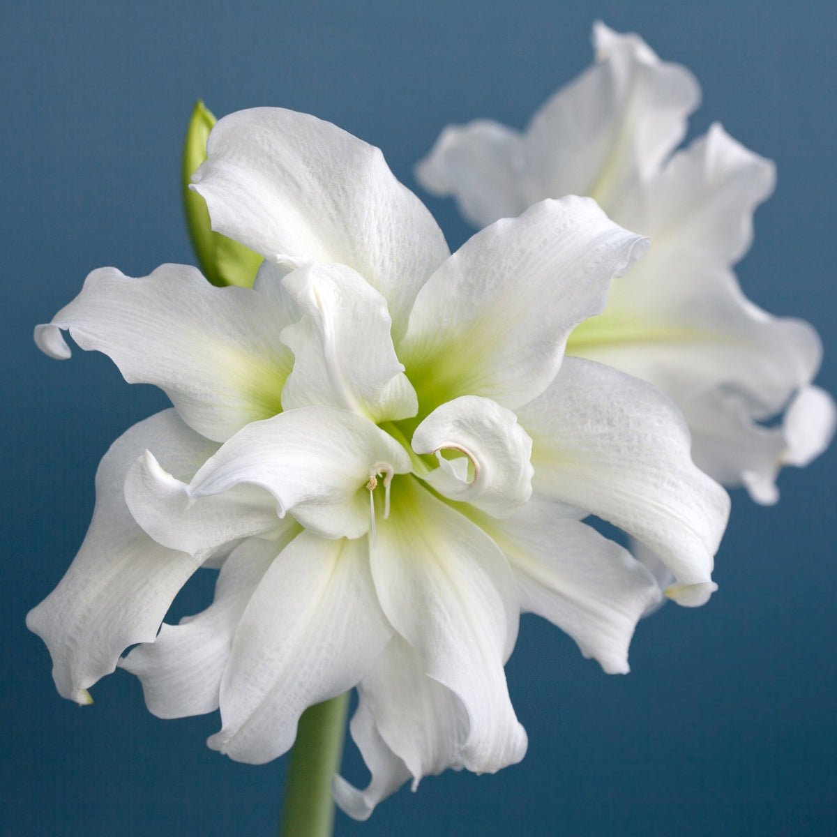 Hippeastrum ‘Ice Queen’ | Double White Amaryllis Bulb - Oldboy&
