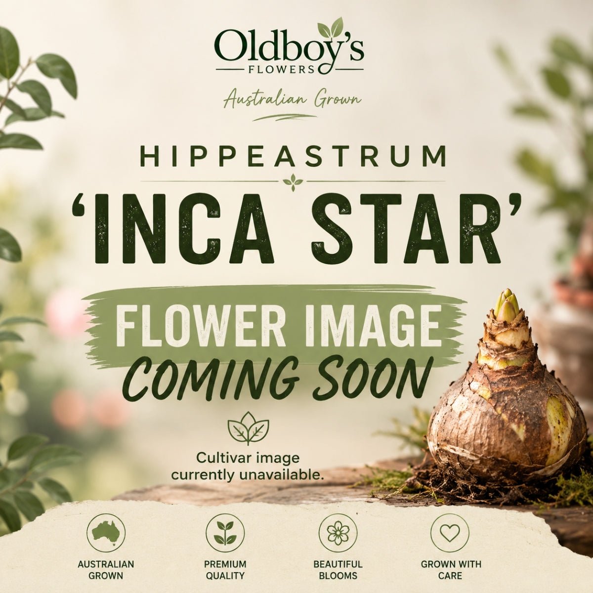 Hippeastrum ‘Inca Star’ | Cream White and Red Amaryllis Bulb - Oldboy&