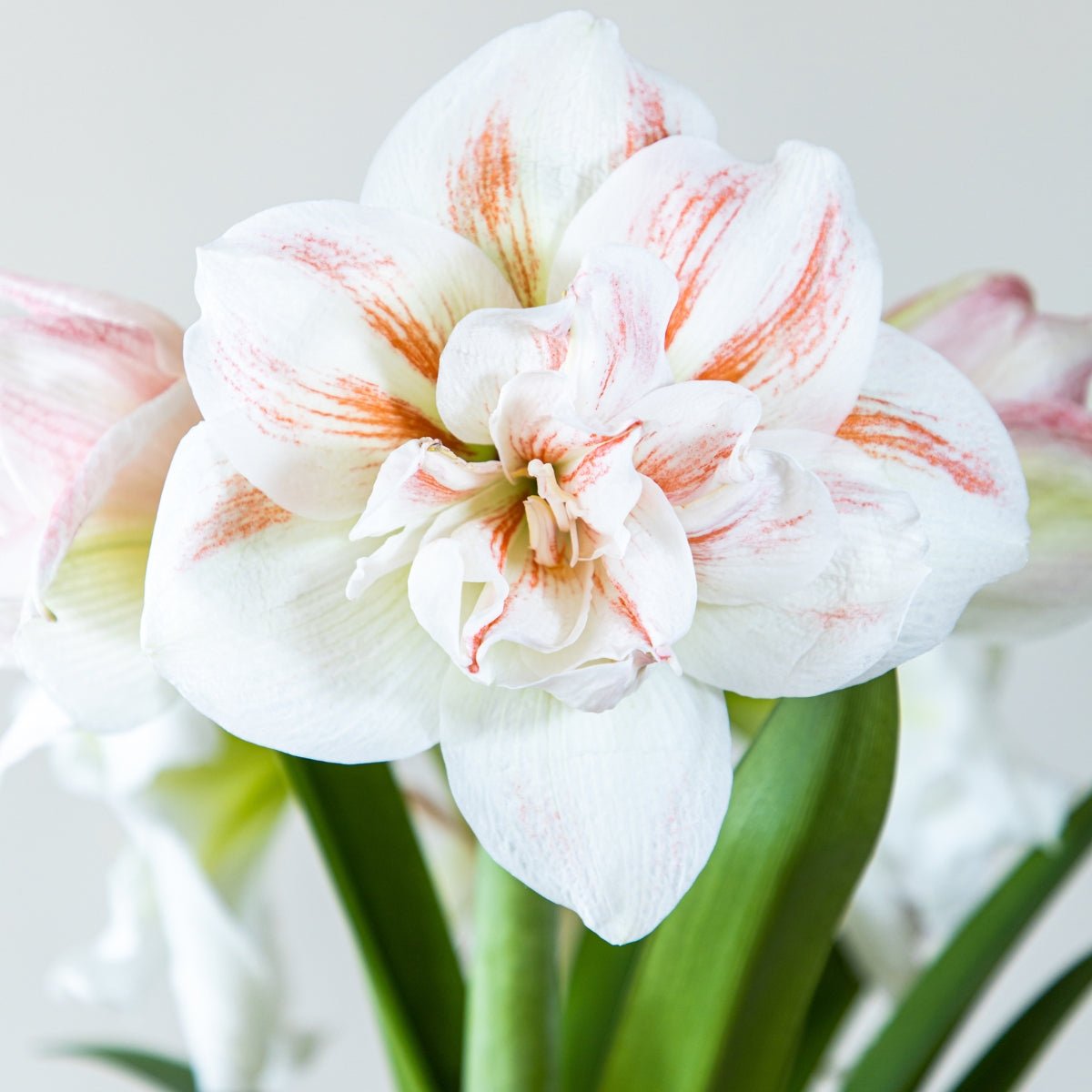 Hippeastrum &