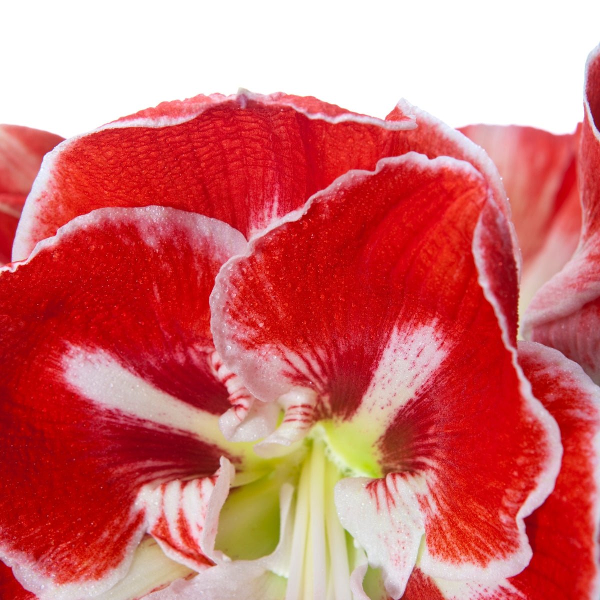 Hippeastrum ‘Samba’ – Amaryllis Bulb (Hippeastrum x hybrid) – Striking Red & White Blooms - Oldboy&