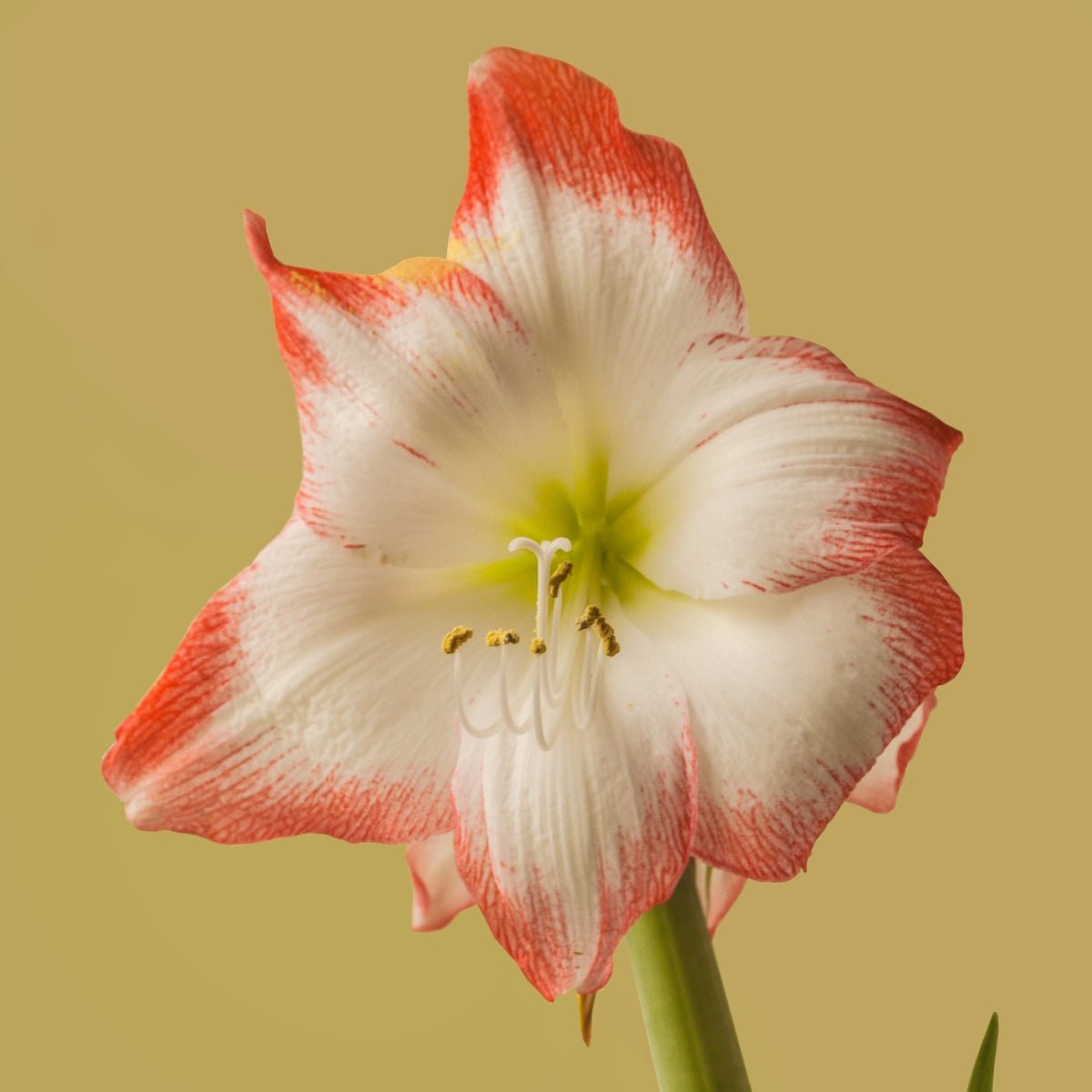 Hippeastrum &