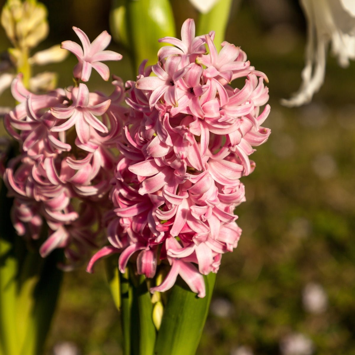 Hyacinth &