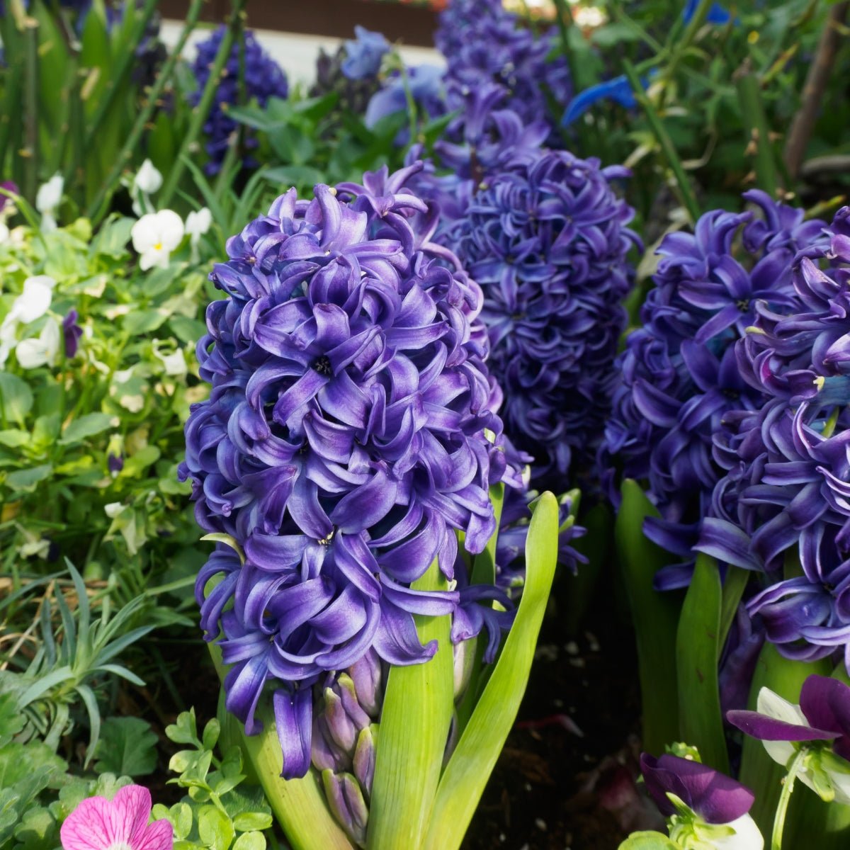 Hyacinth &