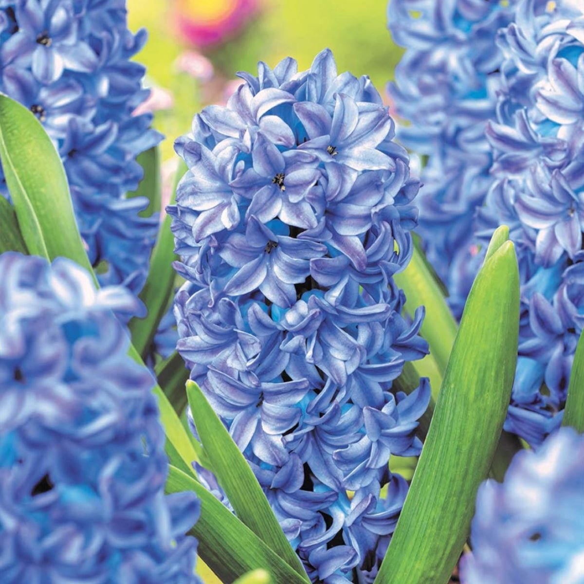 Hyacinth &