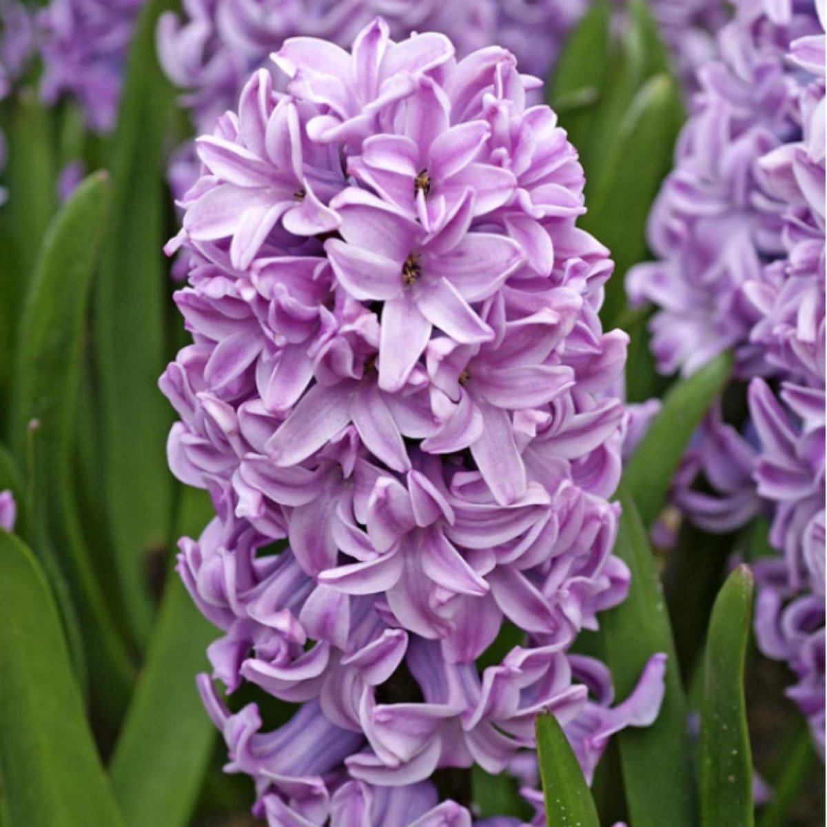 Hyacinth &