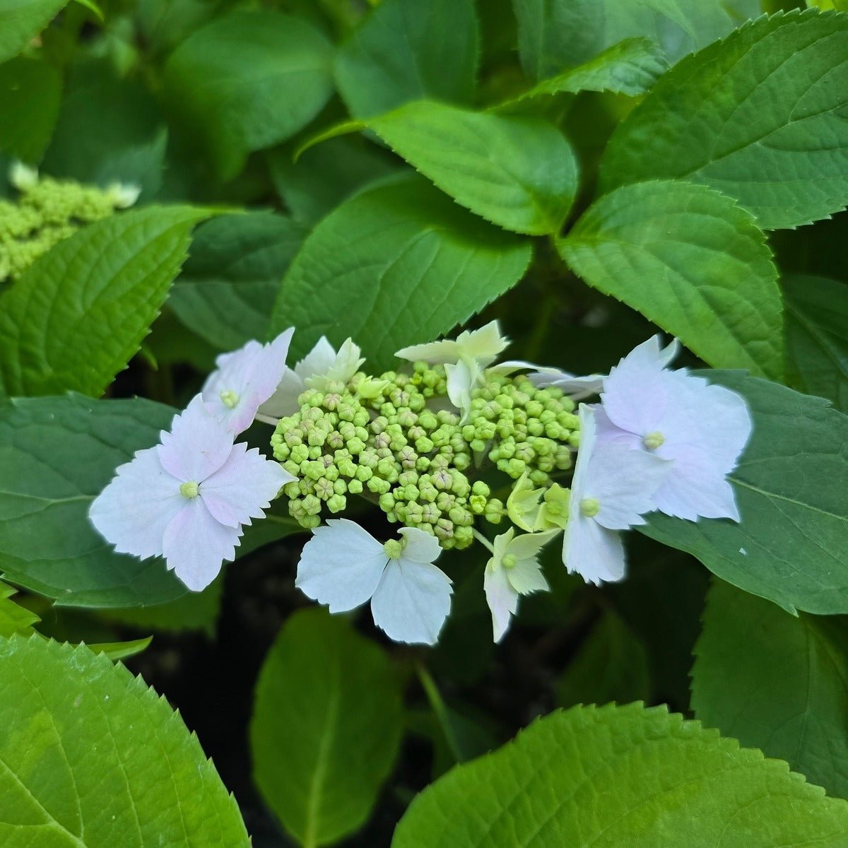 Hydrangea serrata ‘Blue Deckle’ – Lacecap Shrub | Blue - Changing Blooms - Oldboy&