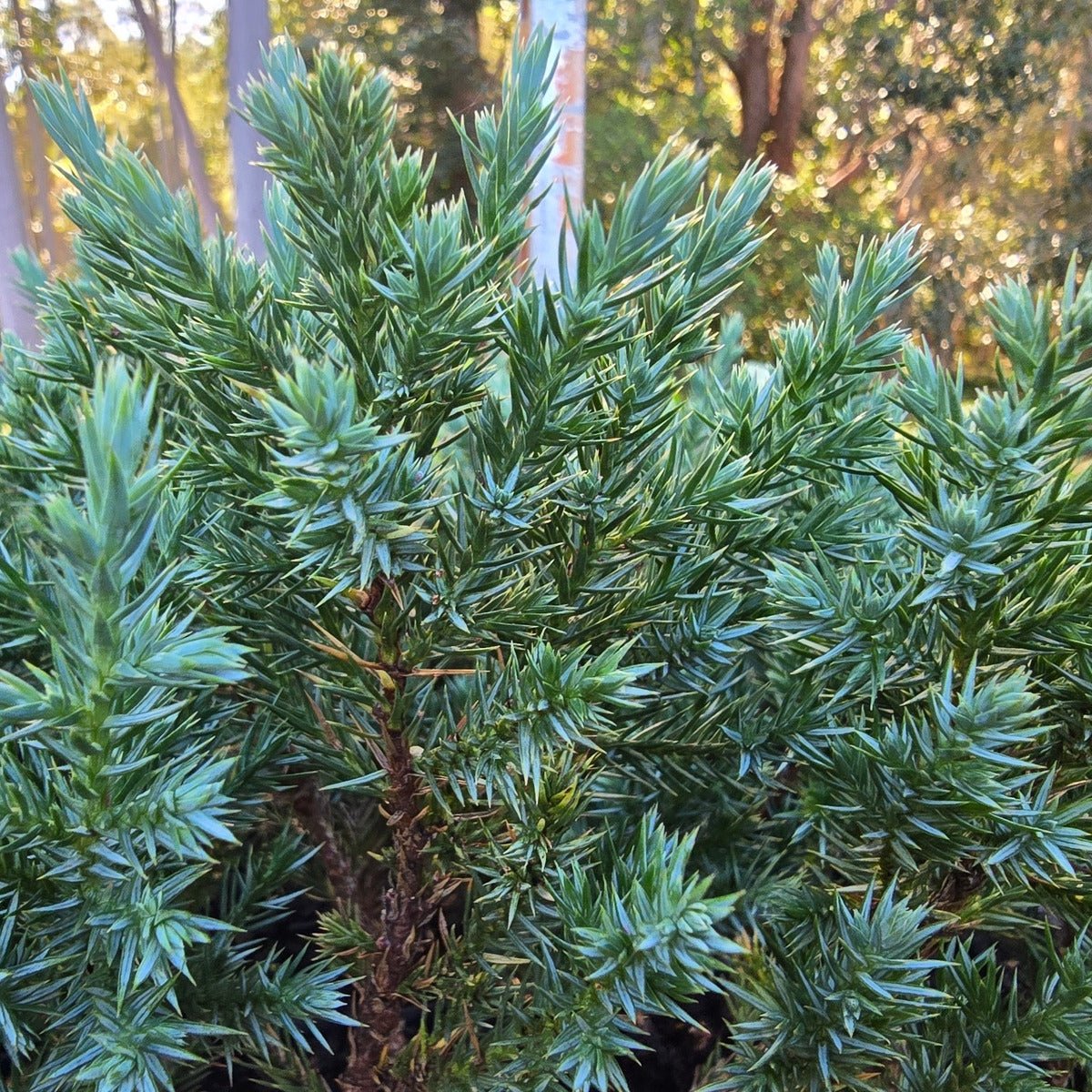 Juniperus chinensis ‘Pyramidalis’ | 42mm Tube - Oldboy&