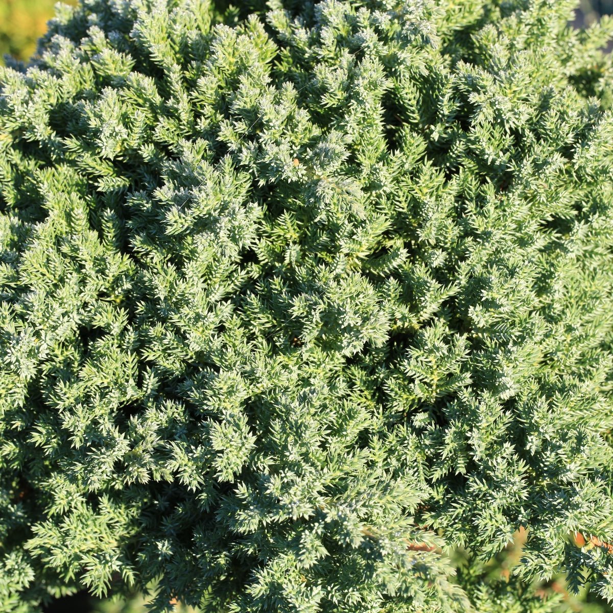 Juniperus chinensis ‘Pyramidalis’ | 42mm Tube - Oldboy&