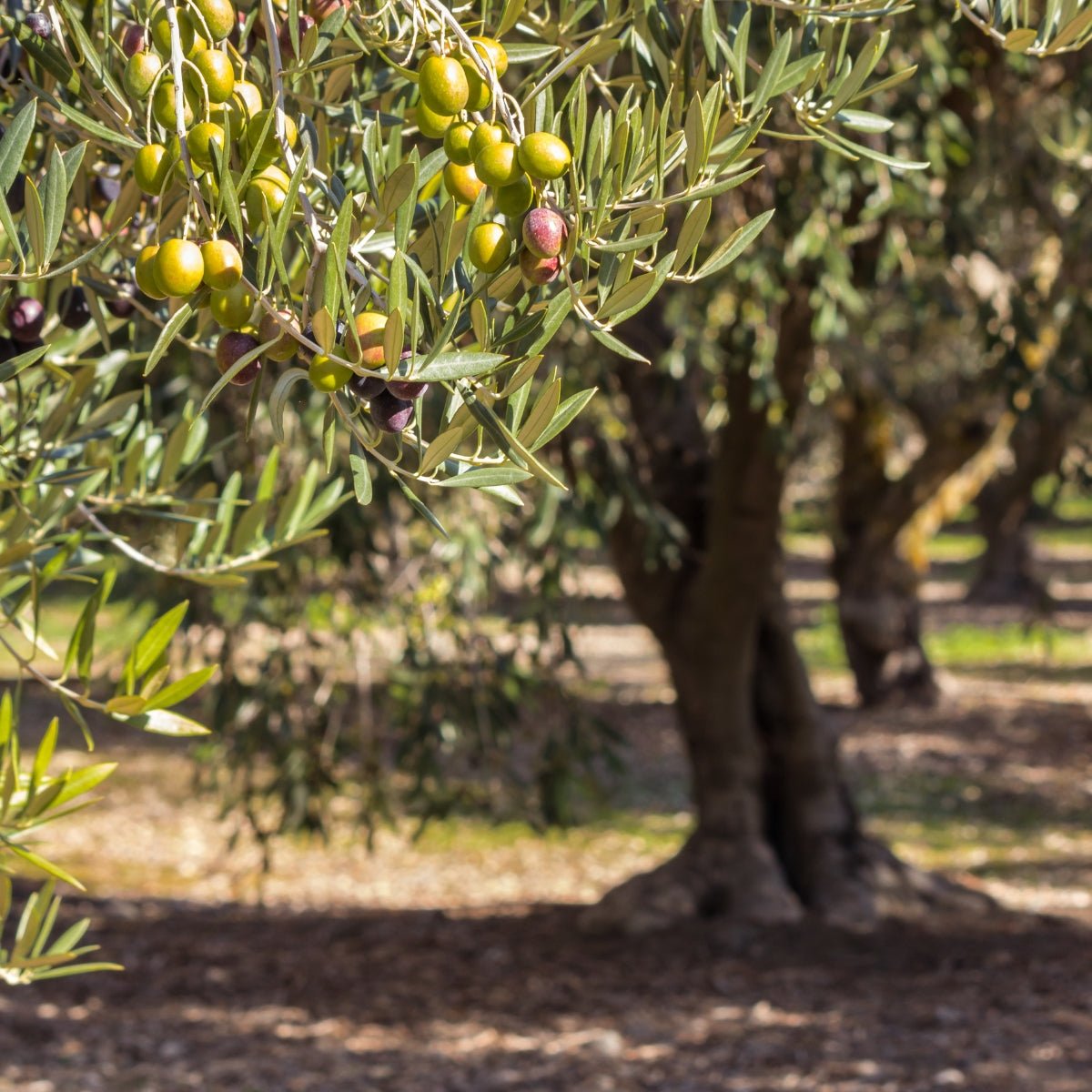 Kalamata Olive Tree | Olea europaea ‘Kalamata’ - Oldboy&