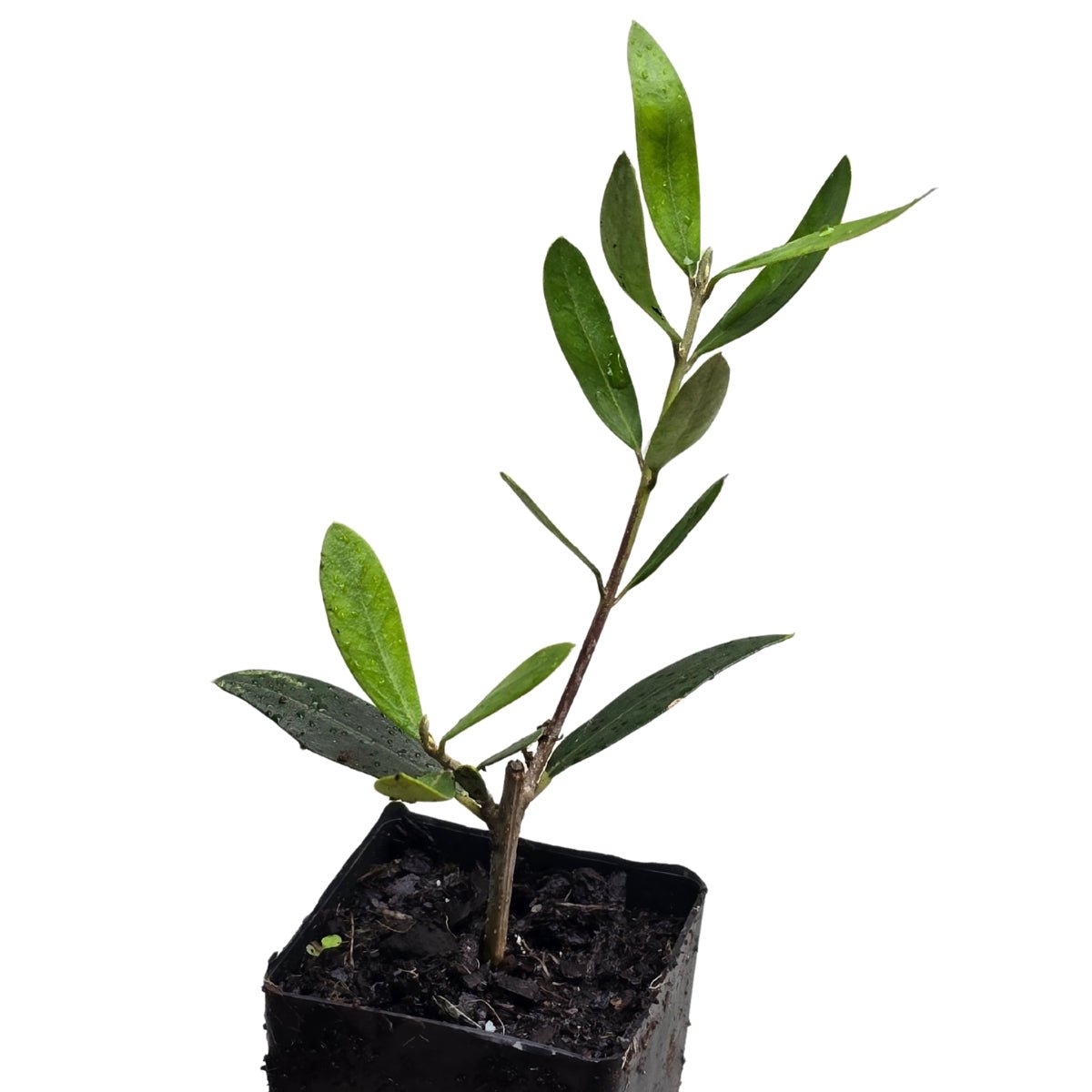 Kalamata Olive Tree | Olea europaea ‘Kalamata’ - Oldboy&