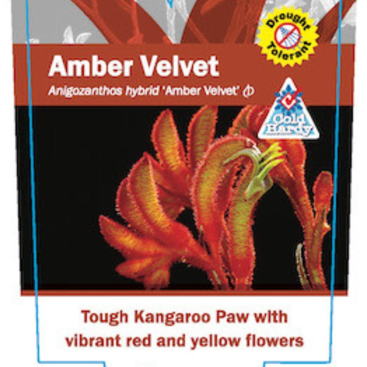 Kangaroo Paw &