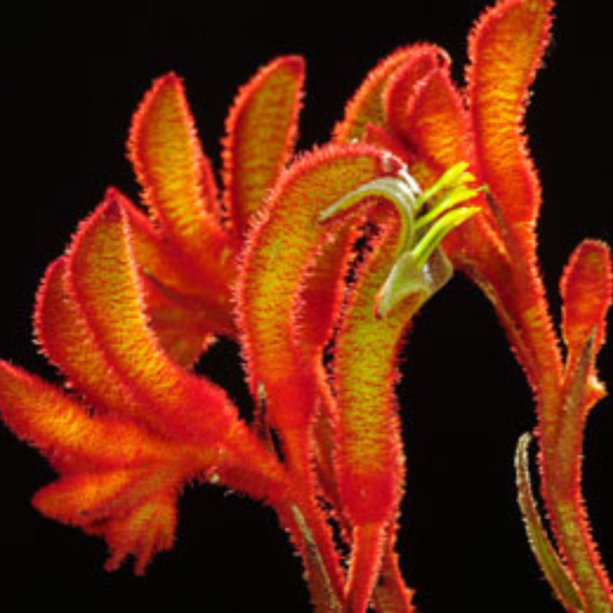 Kangaroo Paw &