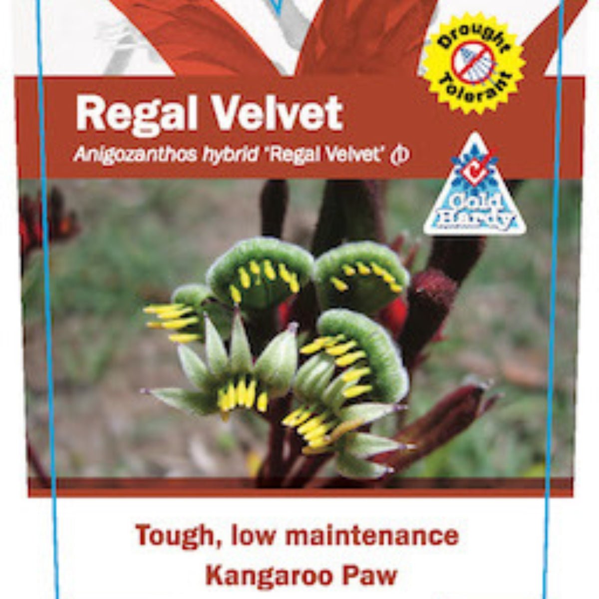 Kangaroo Paw &