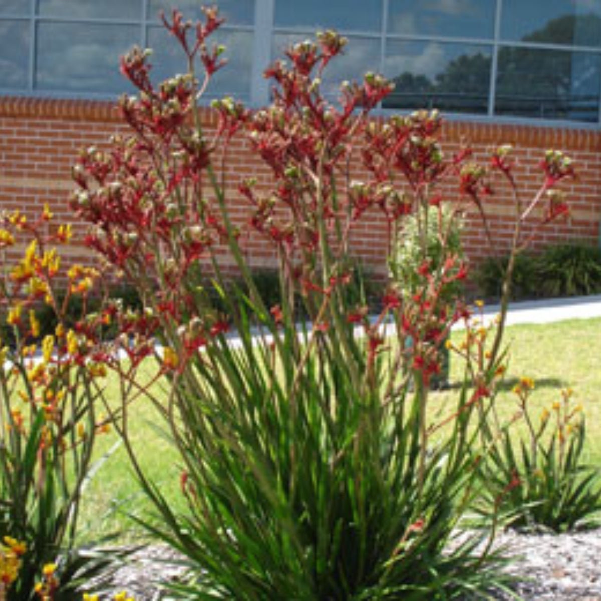 Kangaroo Paw &