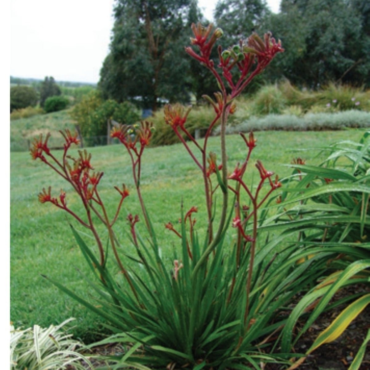 Kangaroo Paw &