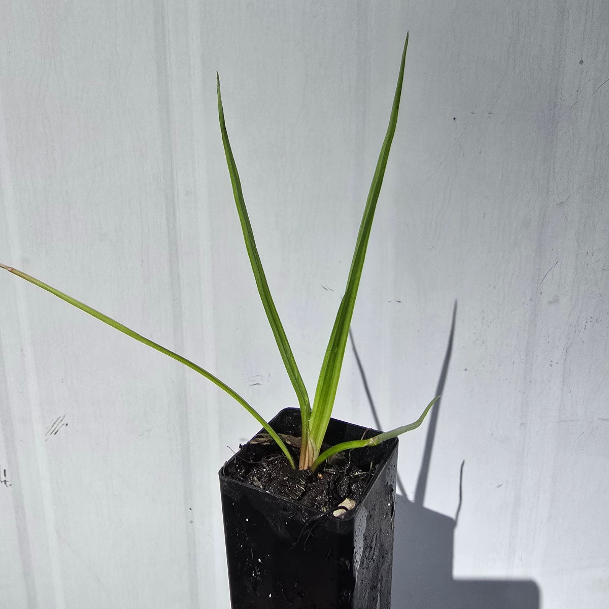 Kniphofia praecox | Red Hot Poker | 50mm Pot - Oldboy&
