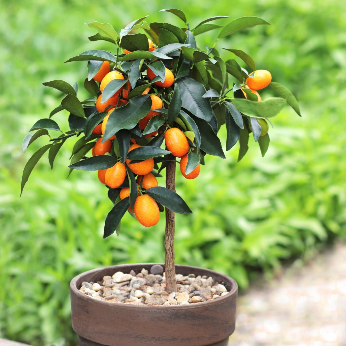 Kumquat Citrus Tree | Compact Evergreen Fruiting Citrus - Oldboy&
