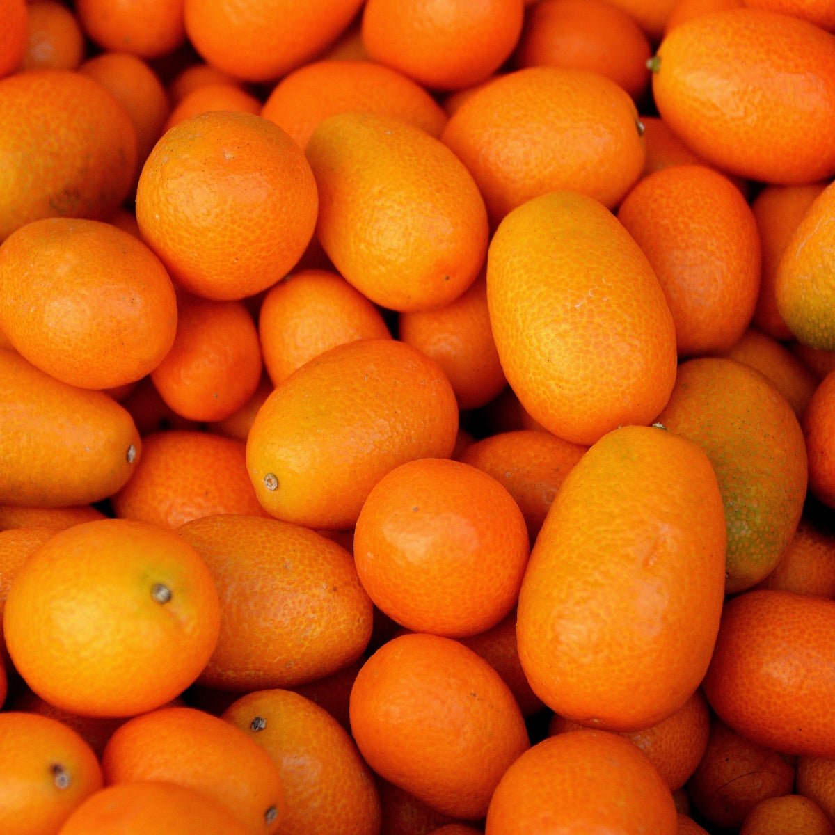 Kumquat Citrus Tree | Compact Evergreen Fruiting Citrus - Oldboy&