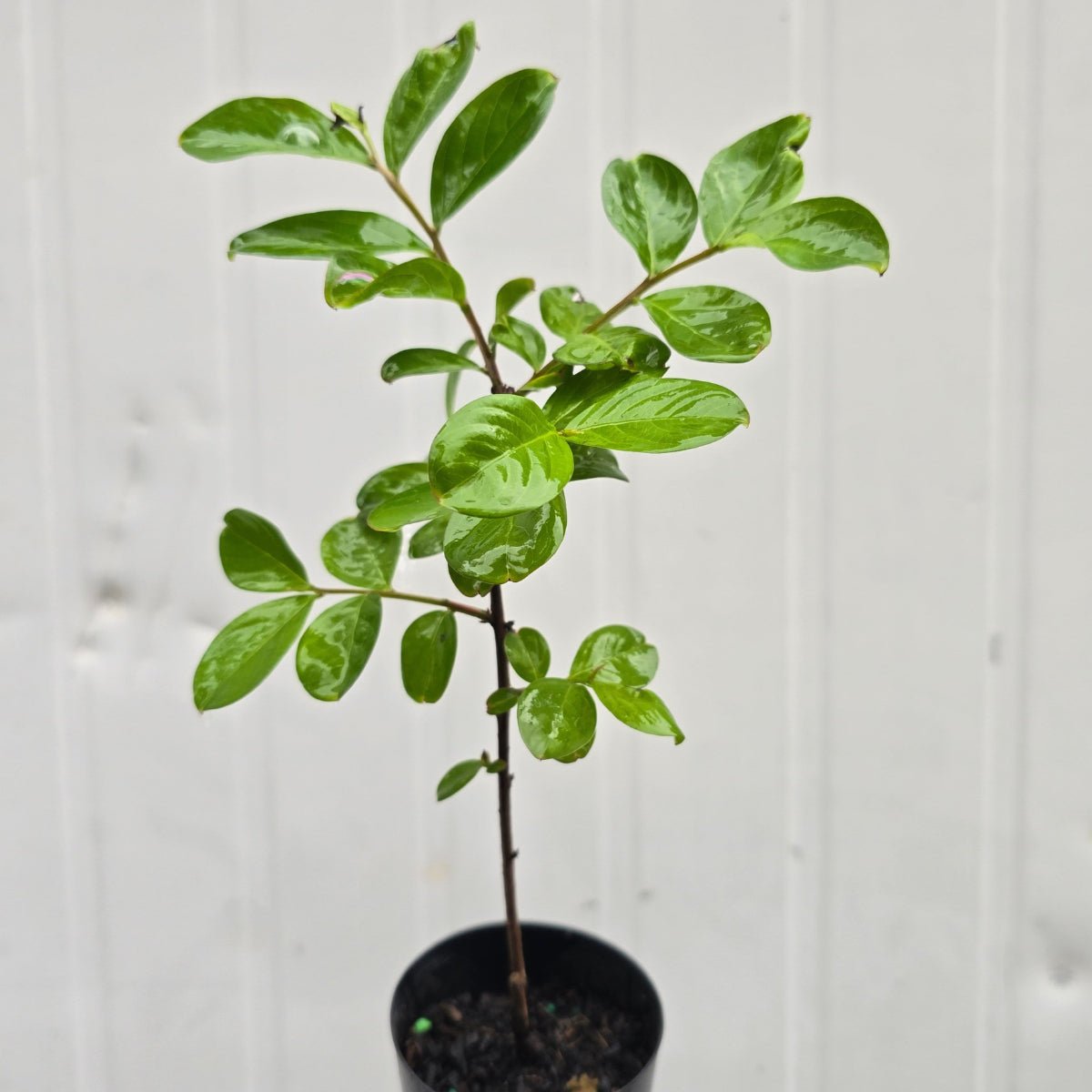Lagerstroemia indica × L. fauriei ‘Sioux’ Crepe Myrtle – 75mm Pot - Oldboy&