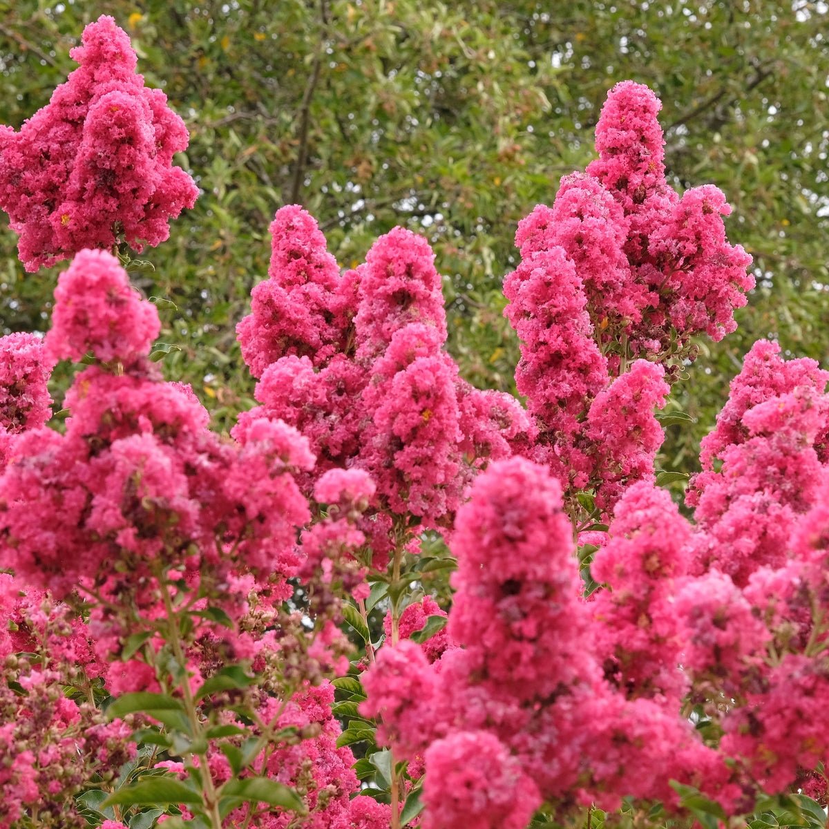 Lagerstroemia ‘Tuscarora’ Crepe Myrtle | Coral-Pink Flowers – 50mm Tube - Oldboy&