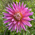 Lavender Frills Dahlia Dry Bulb — Lavender Pink & Gold Cactus Blooms 🌸 - Oldboy&