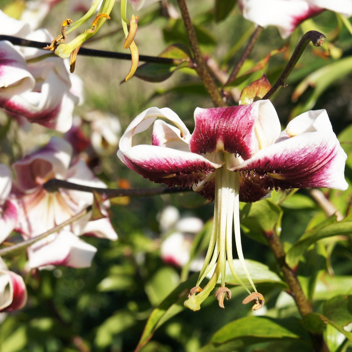 Leslie Woodriff - Oriental Trumpet Lily Bulb – Lilium Hybrid - Oldboy&