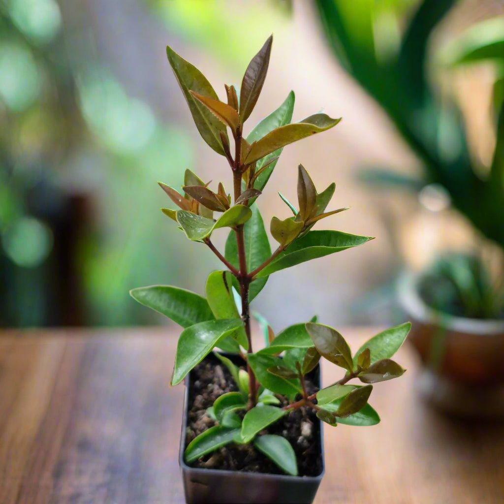 Lilly Pilly ‘Baby Boomer’ (Syzygium australe) – 50mm Pot - Oldboy&