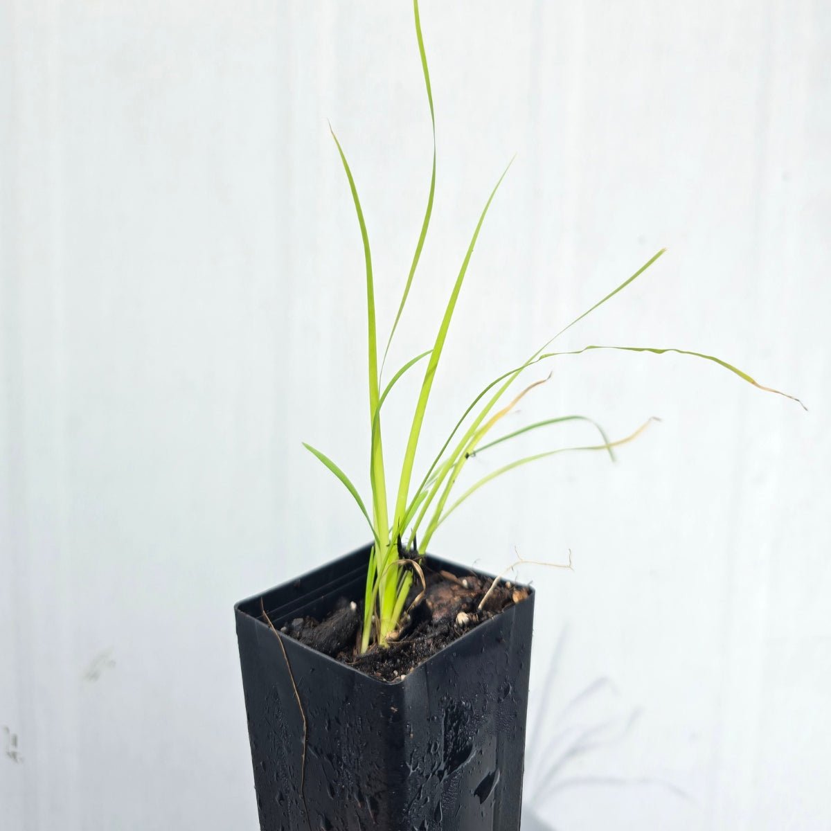Lomandra longifolia Seedling | Native Mat Rush | 50mm Pot - Oldboy&