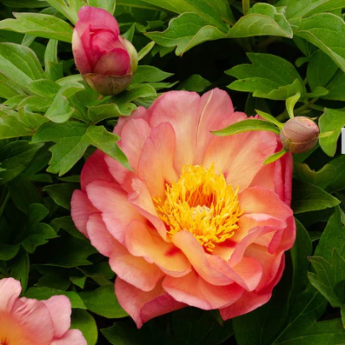 Magical Mystery Tour – Itoh Peony – Paeonia hybrida - Oldboy&