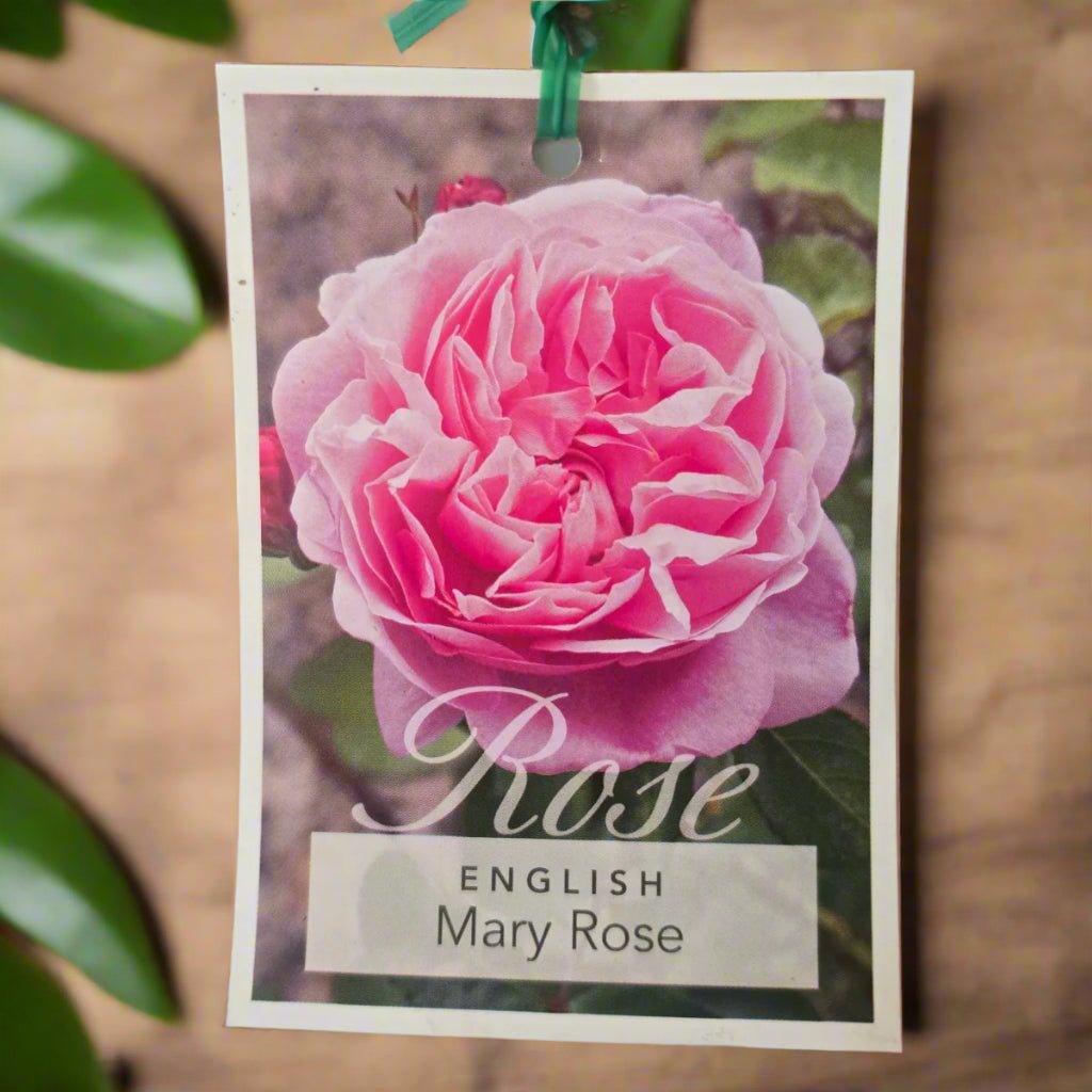 Mary Rose – General – English Shrub Rose by David Austin - Oldboy&