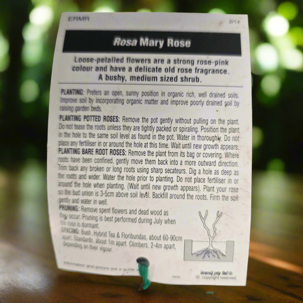Mary Rose – General – English Shrub Rose by David Austin - Oldboy&