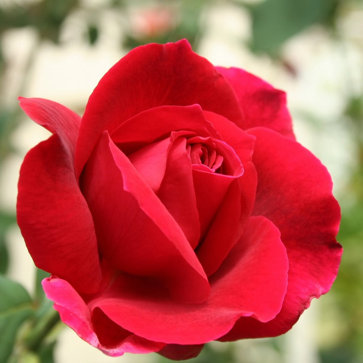 Mister Lincoln Rose | Fragrant Deep Red Hybrid Tea | Rosa ‘Mister Lincoln’ - Oldboy&