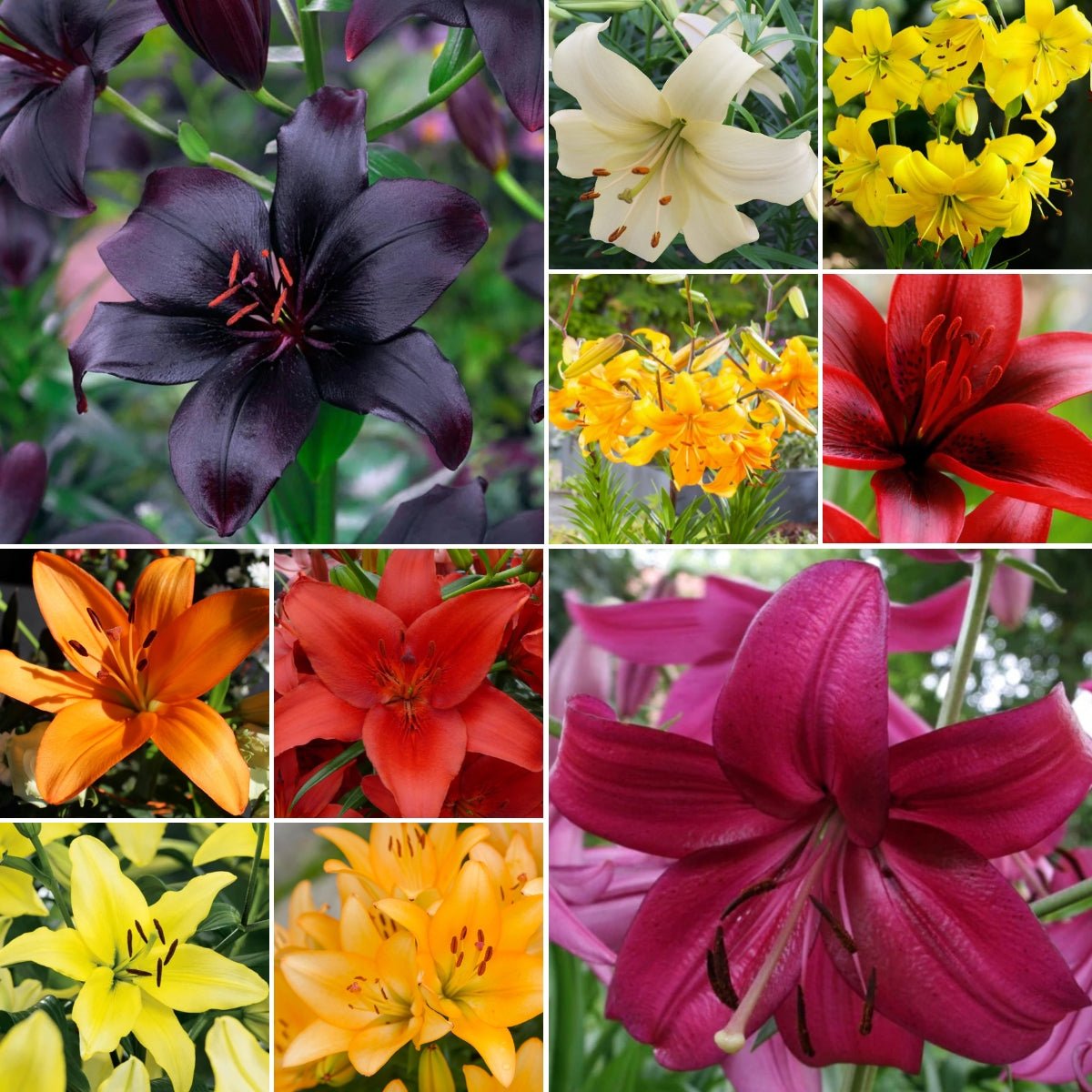 ‘Mixed’ – Garden Asiatic Lilium Bulb – Assorted Bright Blooms - Oldboy&
