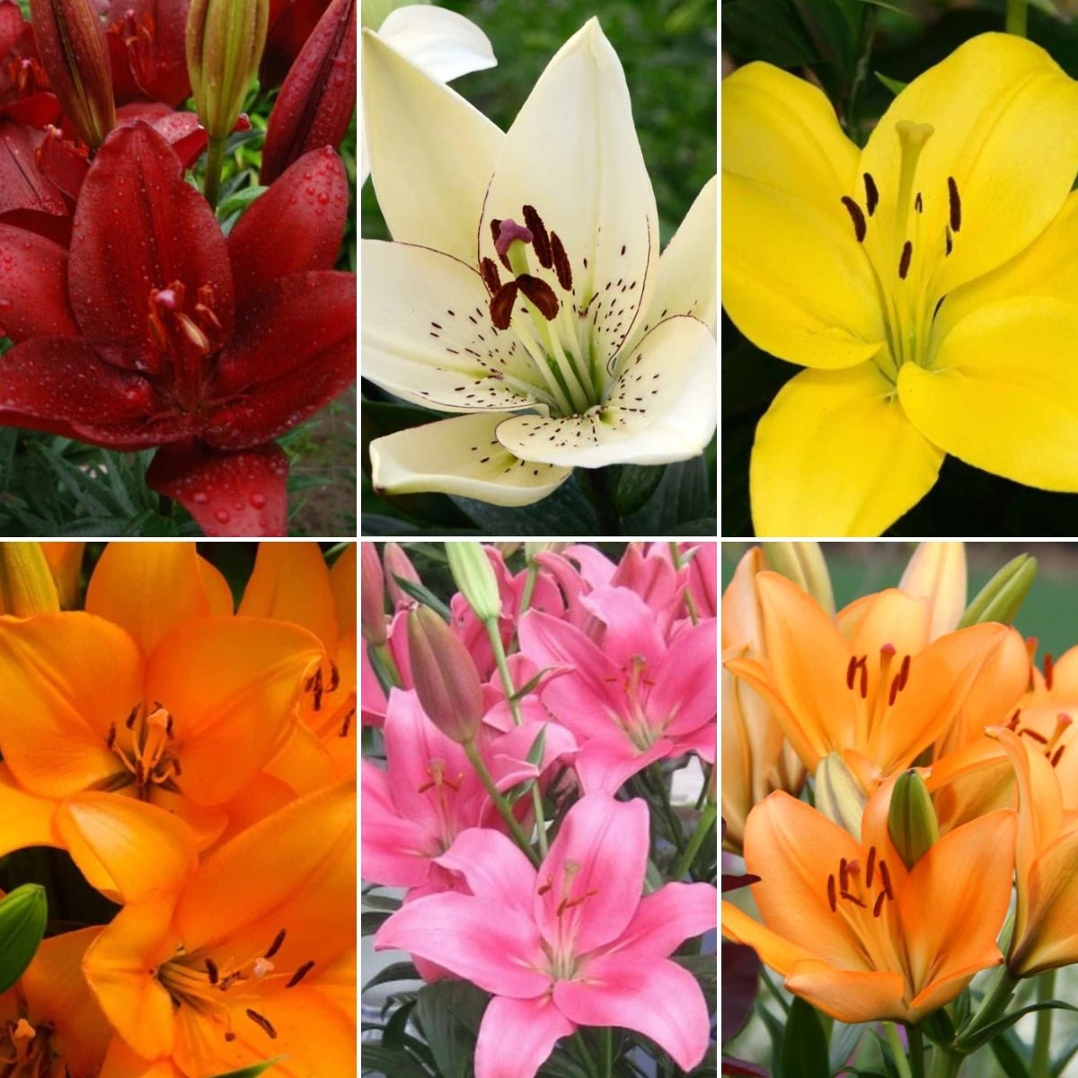‘Mixed’ – LA Hybrid Lilium Bulbs – Vibrant & Reliable Summer Blooms - Oldboy&