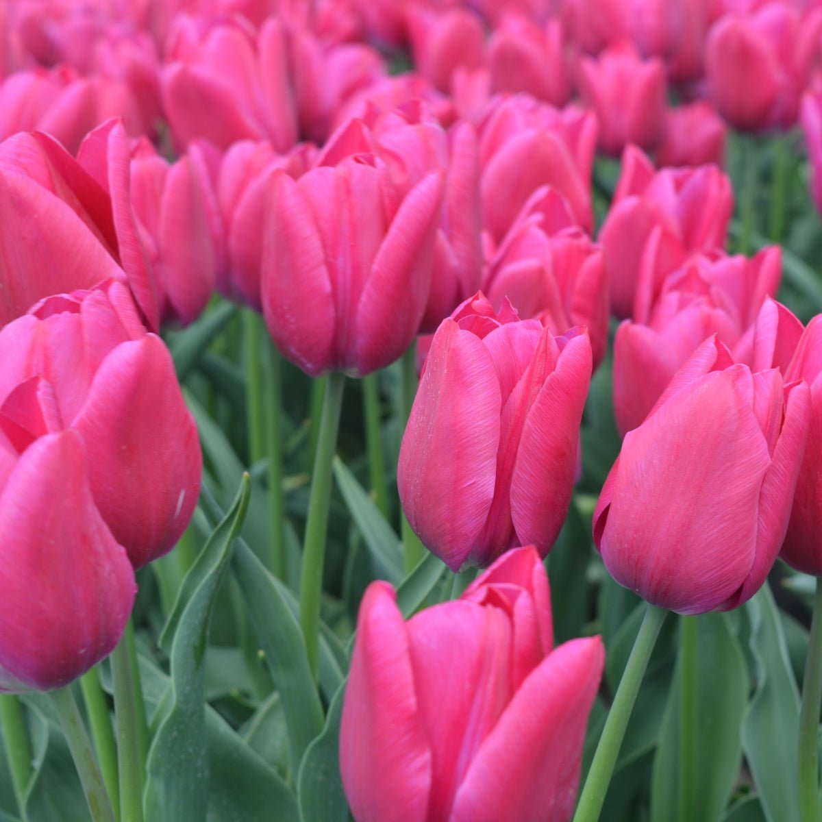 Moneypenny Triumph Tulip Bulb | Tulipa – Pink Purple Spring Blooms - Oldboy&