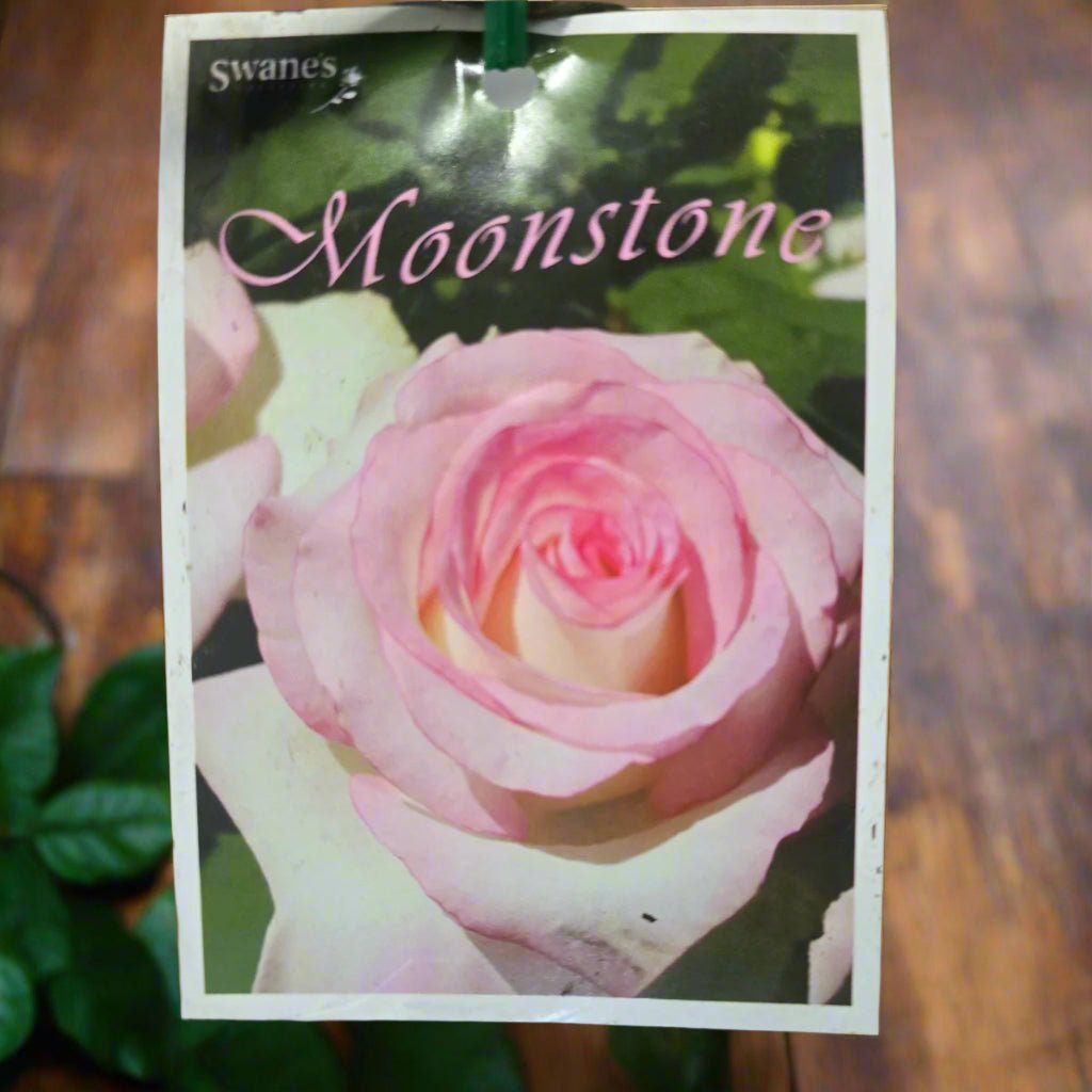 Moonstone™ – Premium - Hybrid Tea Rose - Oldboy&