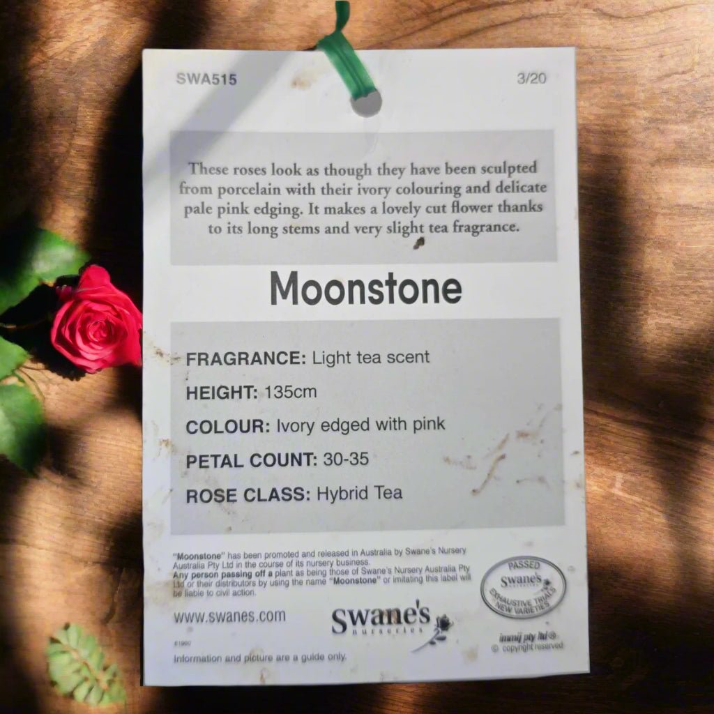 Moonstone™ – Premium - Hybrid Tea Rose - Oldboy&