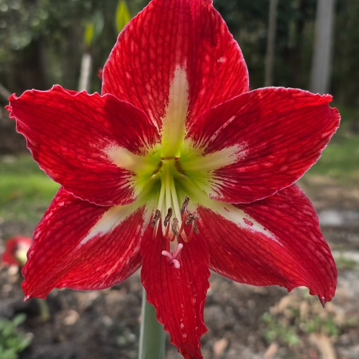 Mount Tambourine - Hippeastrums | Amaryllis | Hippeastrum x hybridum - Oldboy&