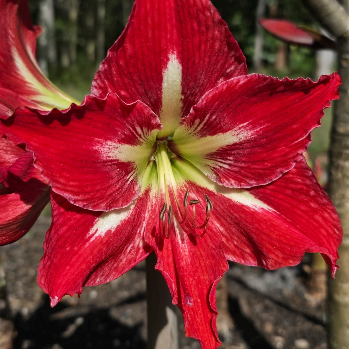 Mount Tambourine - Hippeastrums | Amaryllis | Hippeastrum x hybridum - Oldboy&
