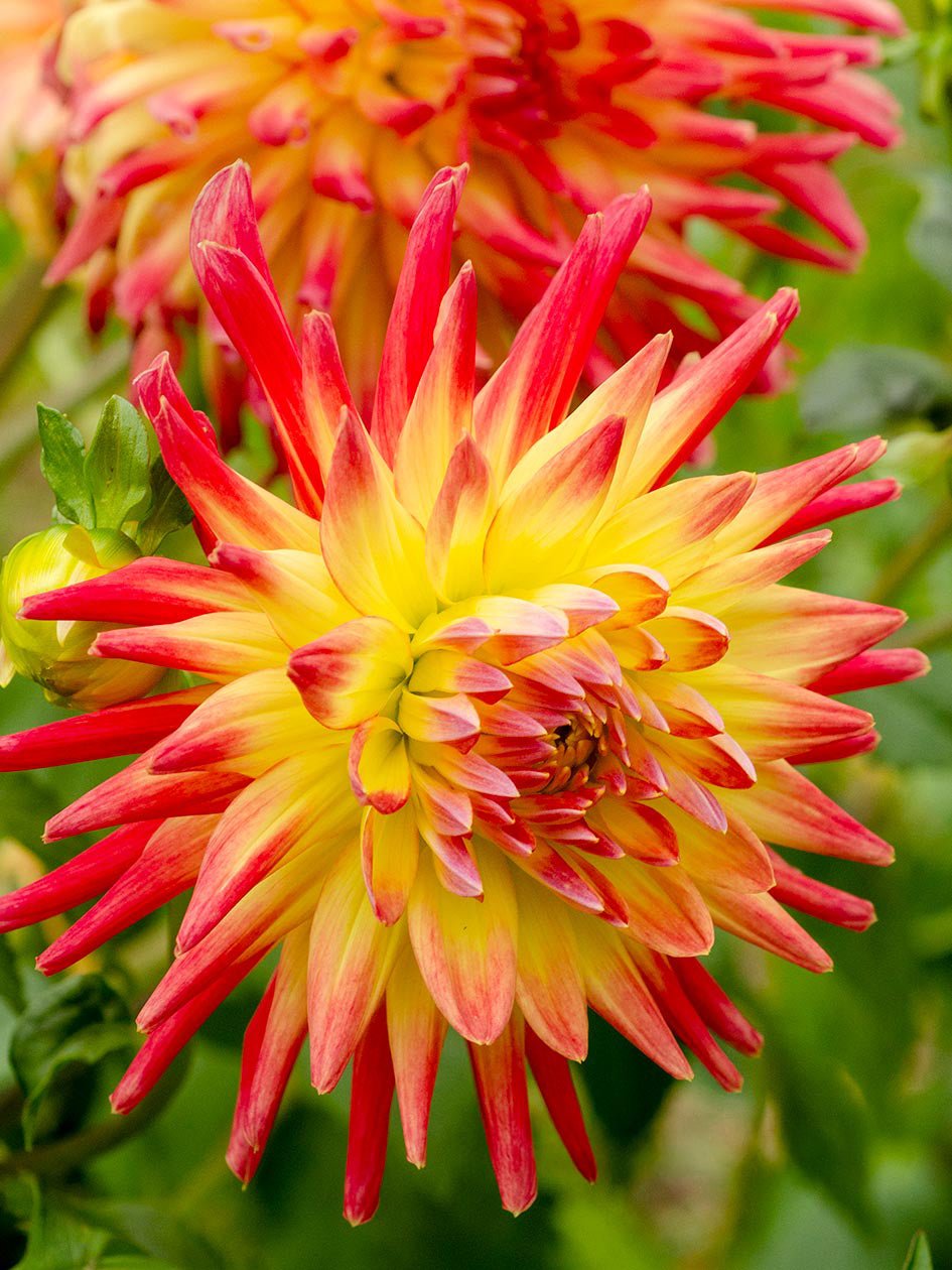 Mountain Aurora - Dahlia Hybrid - Oldboy&