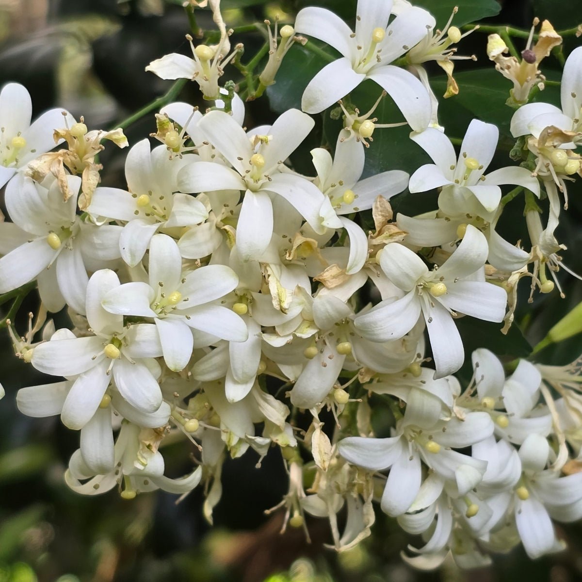 Murraya paniculata | Fragrant White Flowering Hedge - Oldboy&
