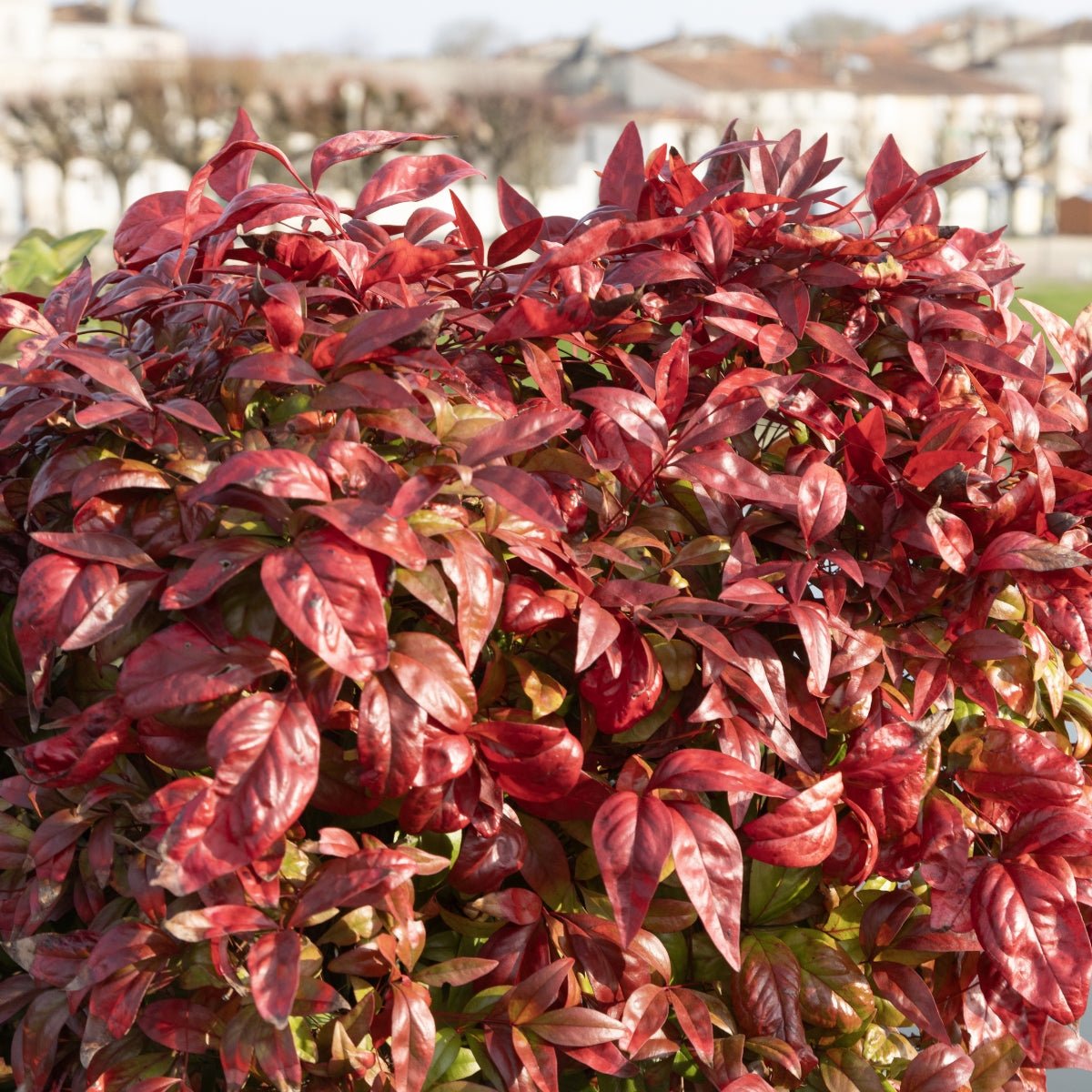 Nandina domestica &