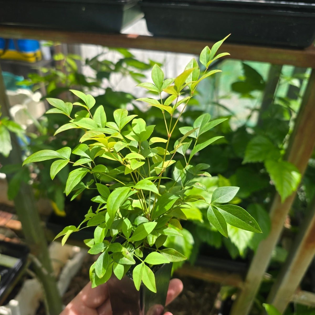 Nandina domestica &