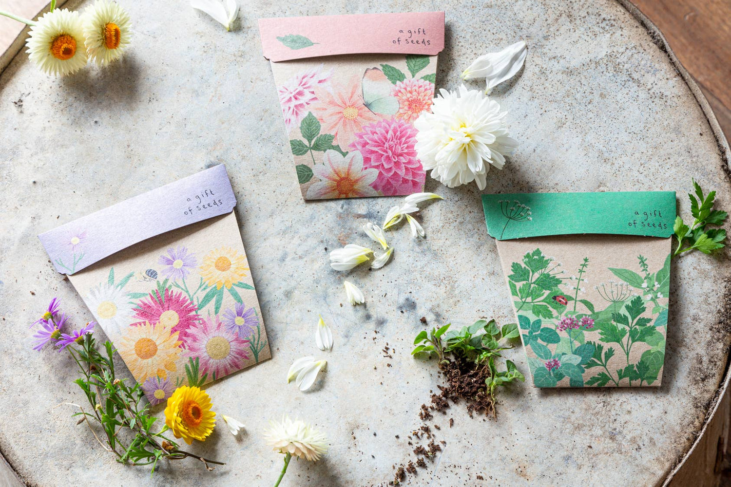 Native Daisies Gift of Seeds – Aussie Blooms for Every Occasion - Oldboy&