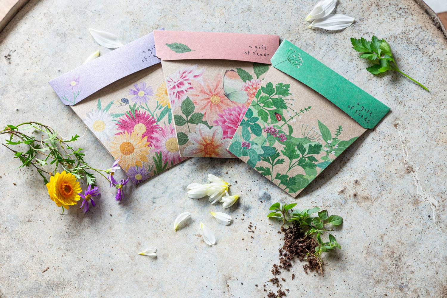 Native Daisies Gift of Seeds – Aussie Blooms for Every Occasion - Oldboy&