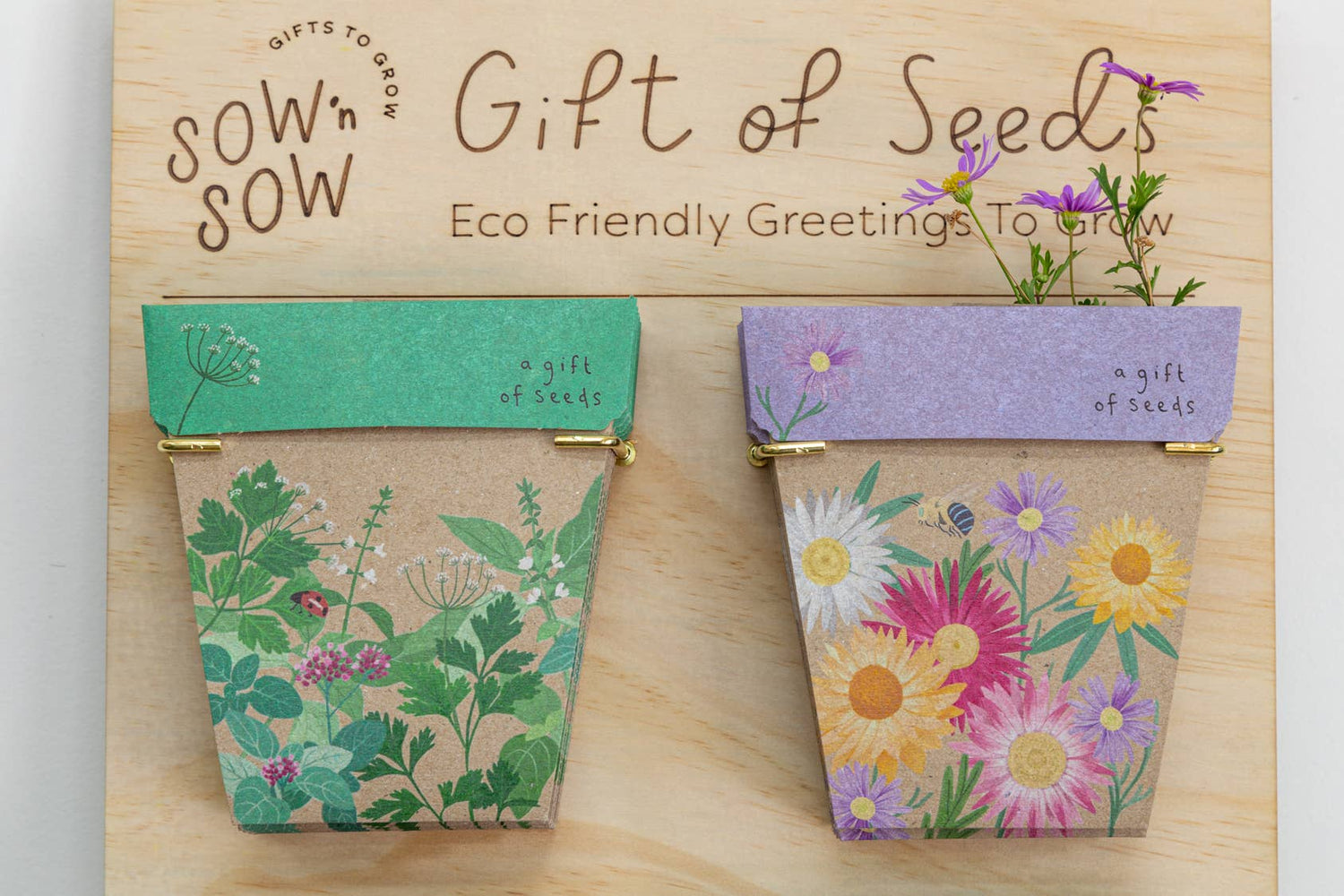 Native Daisies Gift of Seeds – Aussie Blooms for Every Occasion - Oldboy&