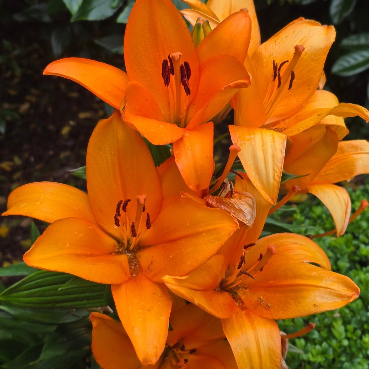‘Orange Ton’ – Garden Asiatic Lily (Lilium Hybrid) Bulb – Vibrant Orange Blooms - Oldboy&