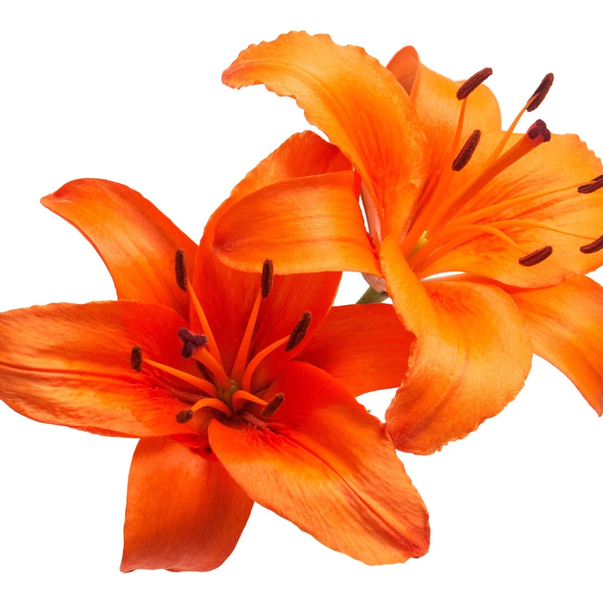 ‘Orange Ton’ – Garden Asiatic Lily (Lilium Hybrid) Bulb – Vibrant Orange Blooms - Oldboy&