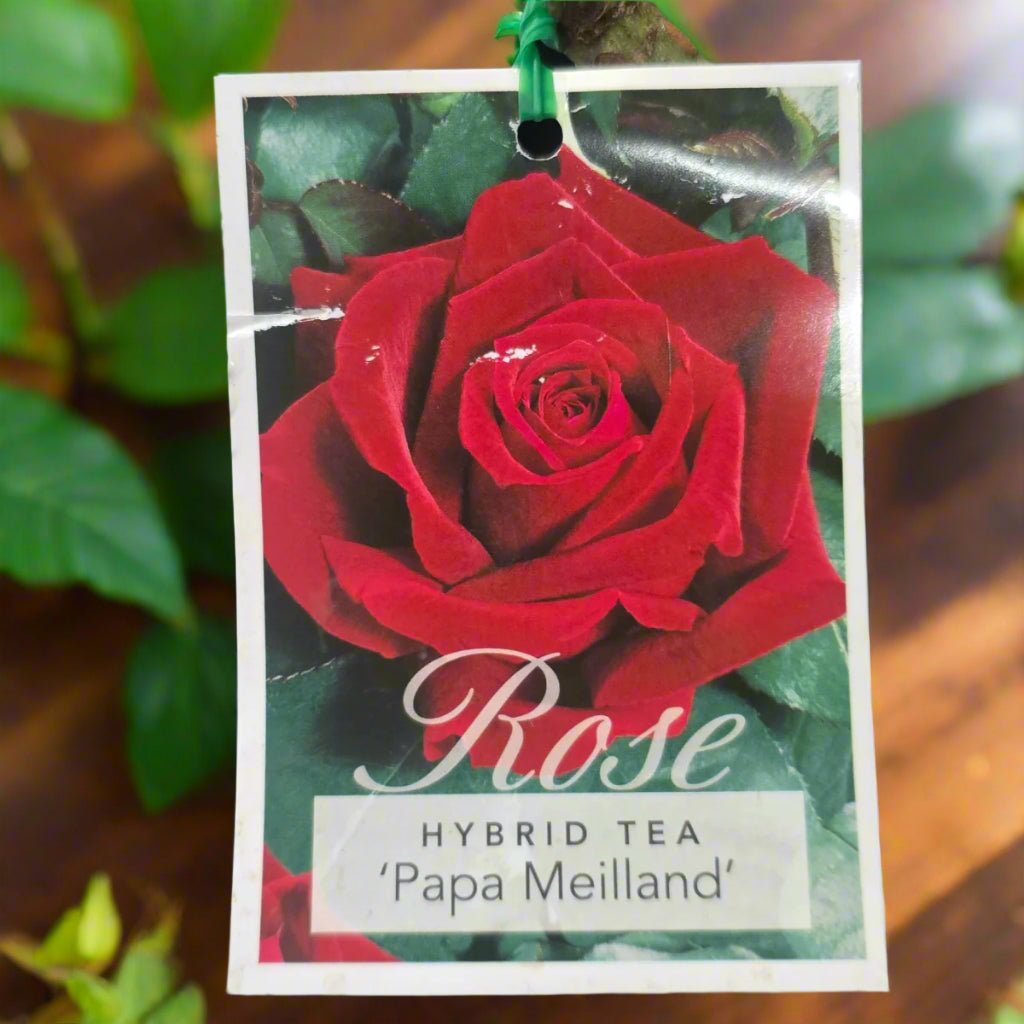 Papa Meilland – General – Hybrid Tea Rose - Oldboy&