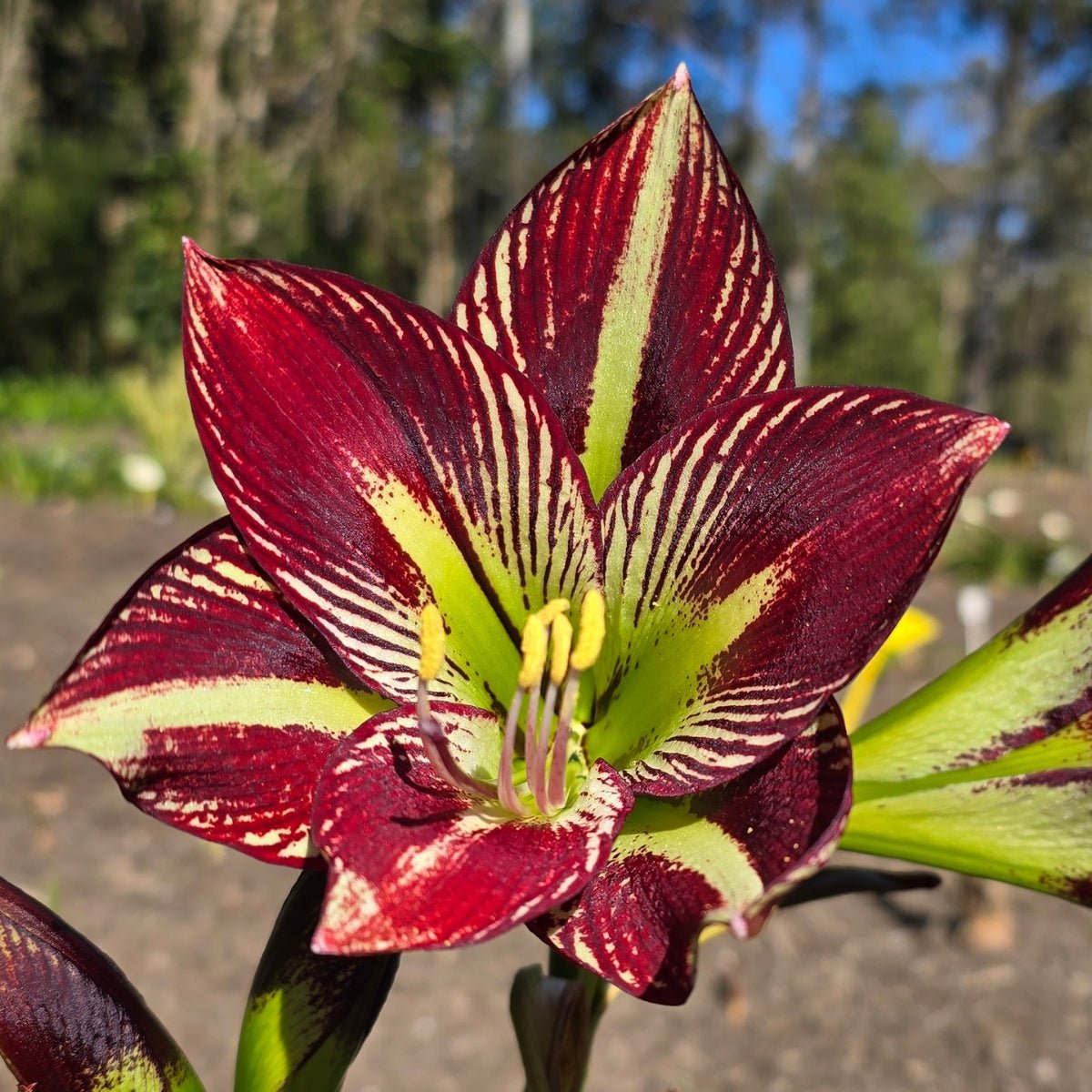 Papiliox - Hippeastrums | Amaryllis | Hippeastrum x hybridum - Oldboy&
